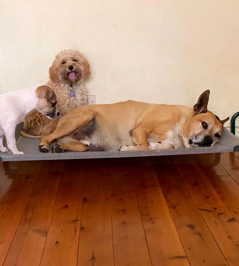 services_puppy_school